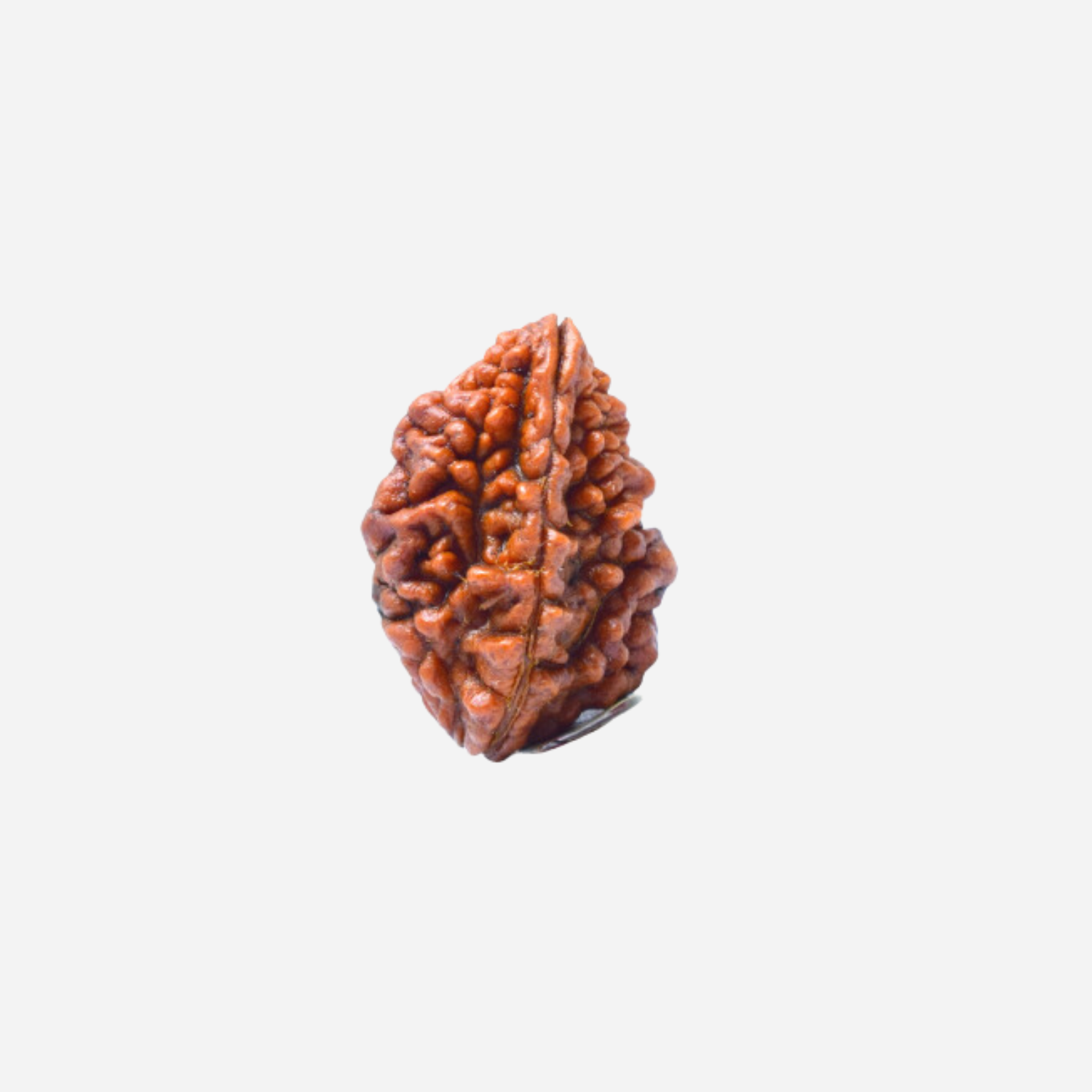 2 Mukhi Rudraksha