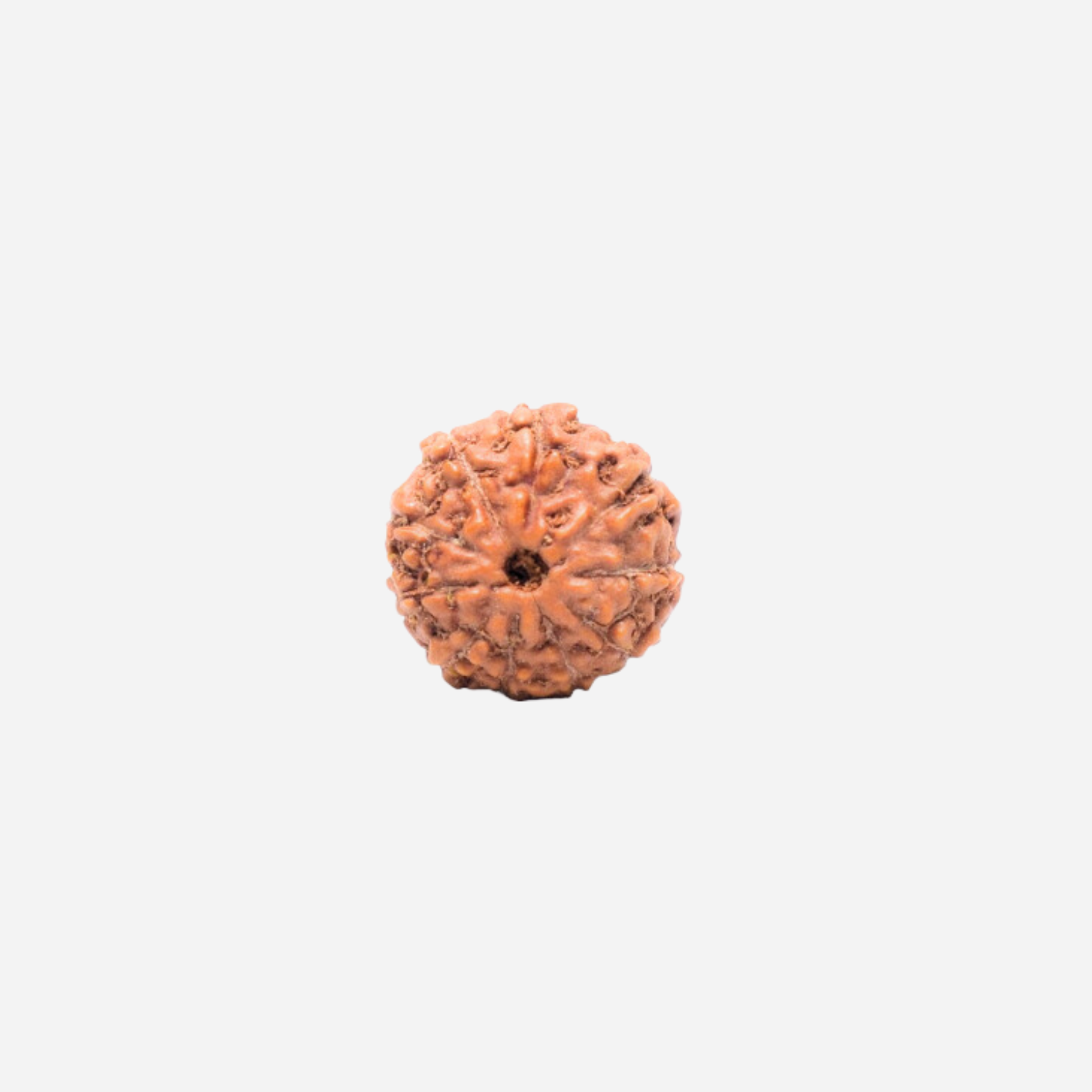 10 Mukhi Indonasian Rudraksha