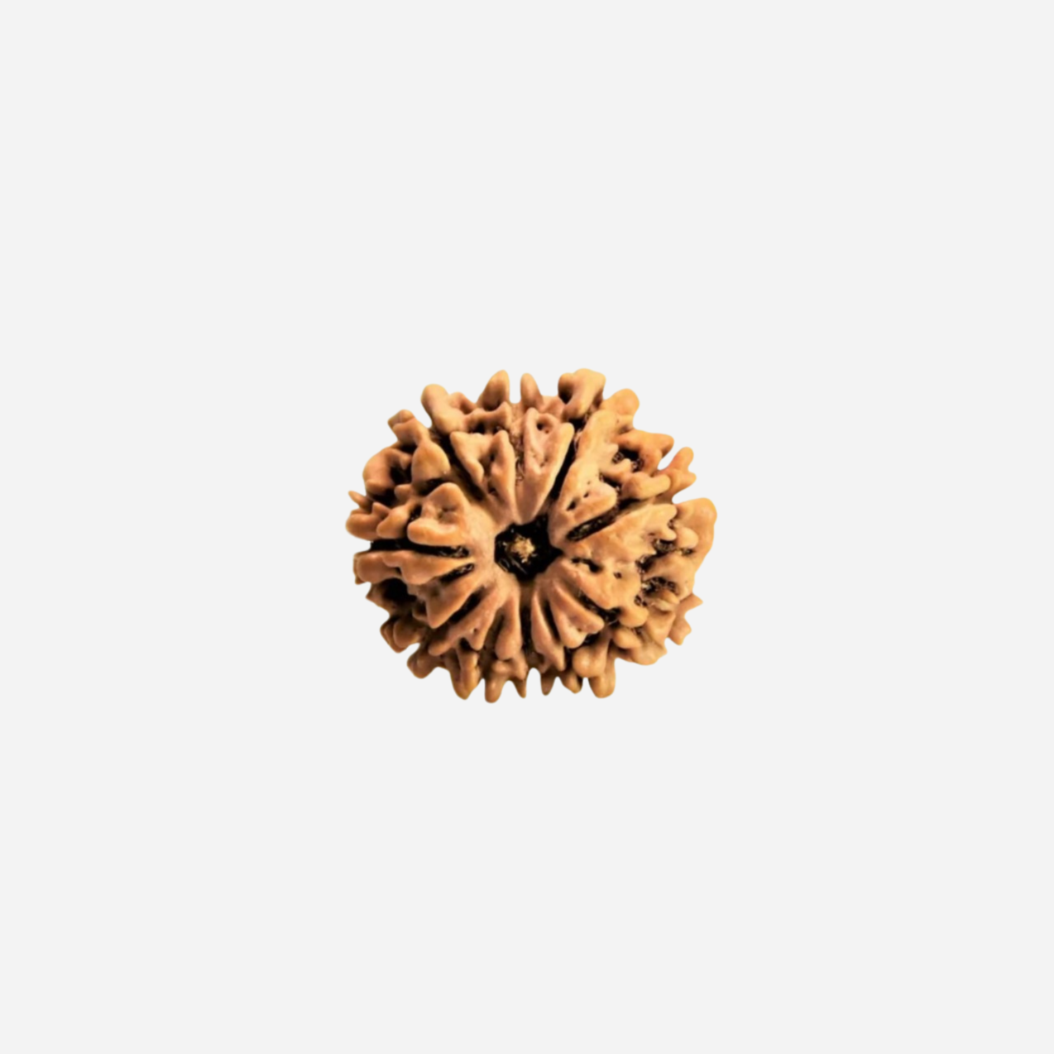 11 Mukhi Rudraksha