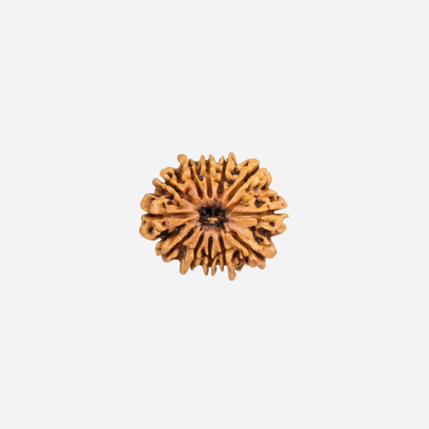 12 Mukhi Rudraksha