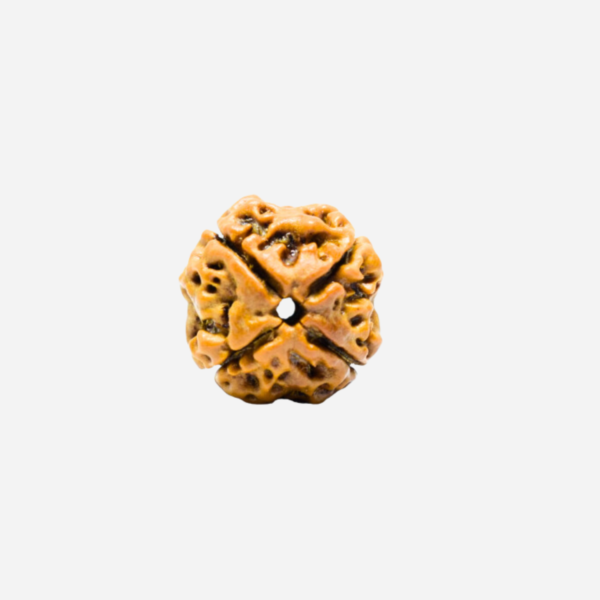 4 Mukhi Nepali Rudraksha
