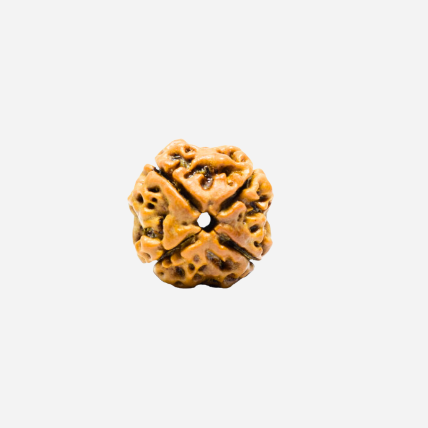 4 Mukhi Nepali Rudraksha