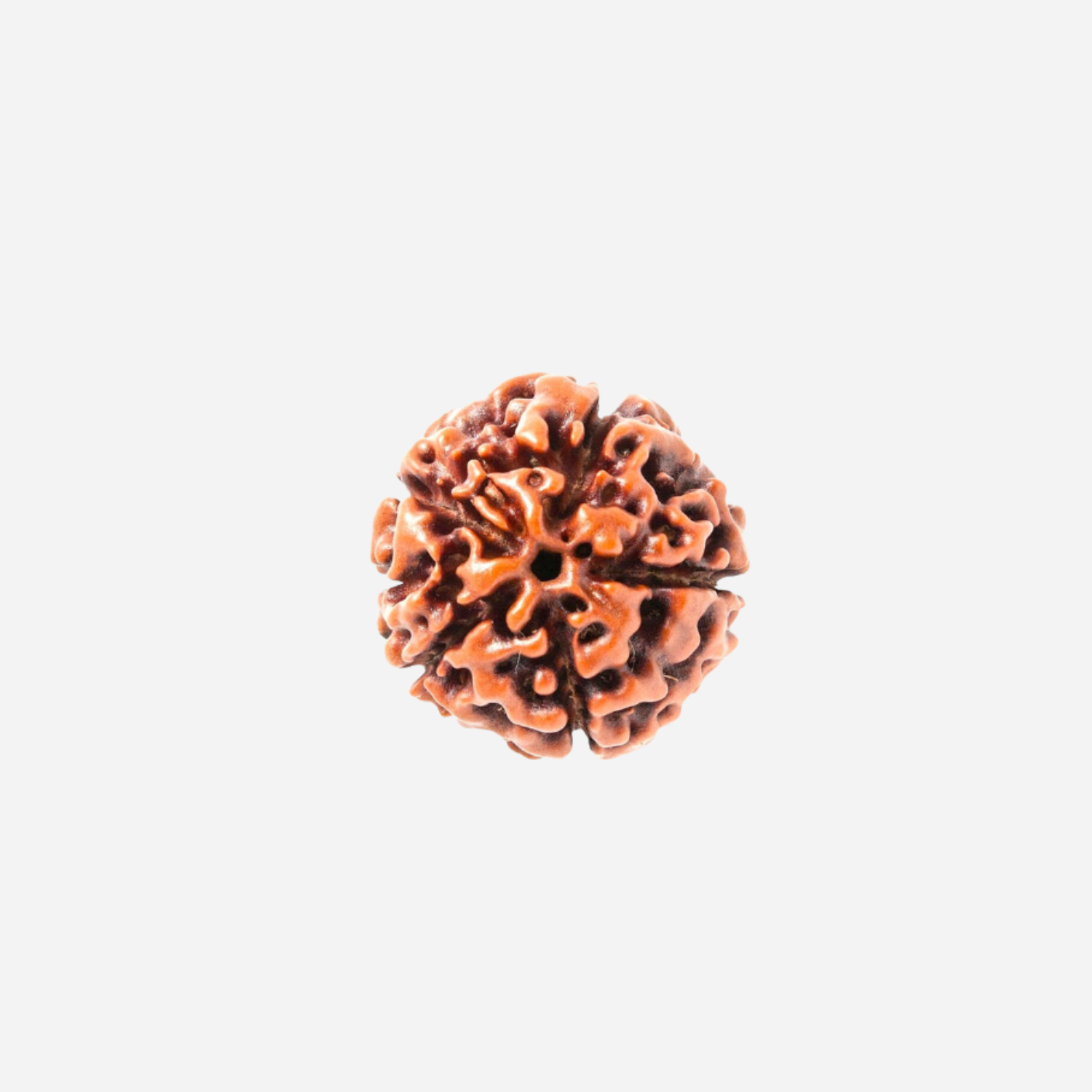 5 Mukhi Rudraksha