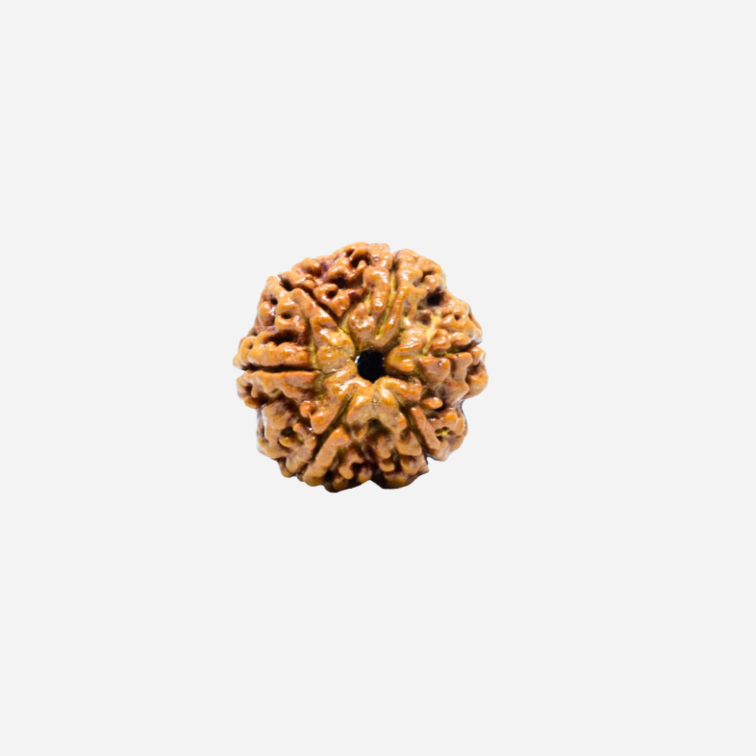 6 Mukhi Nepali Rudraksha