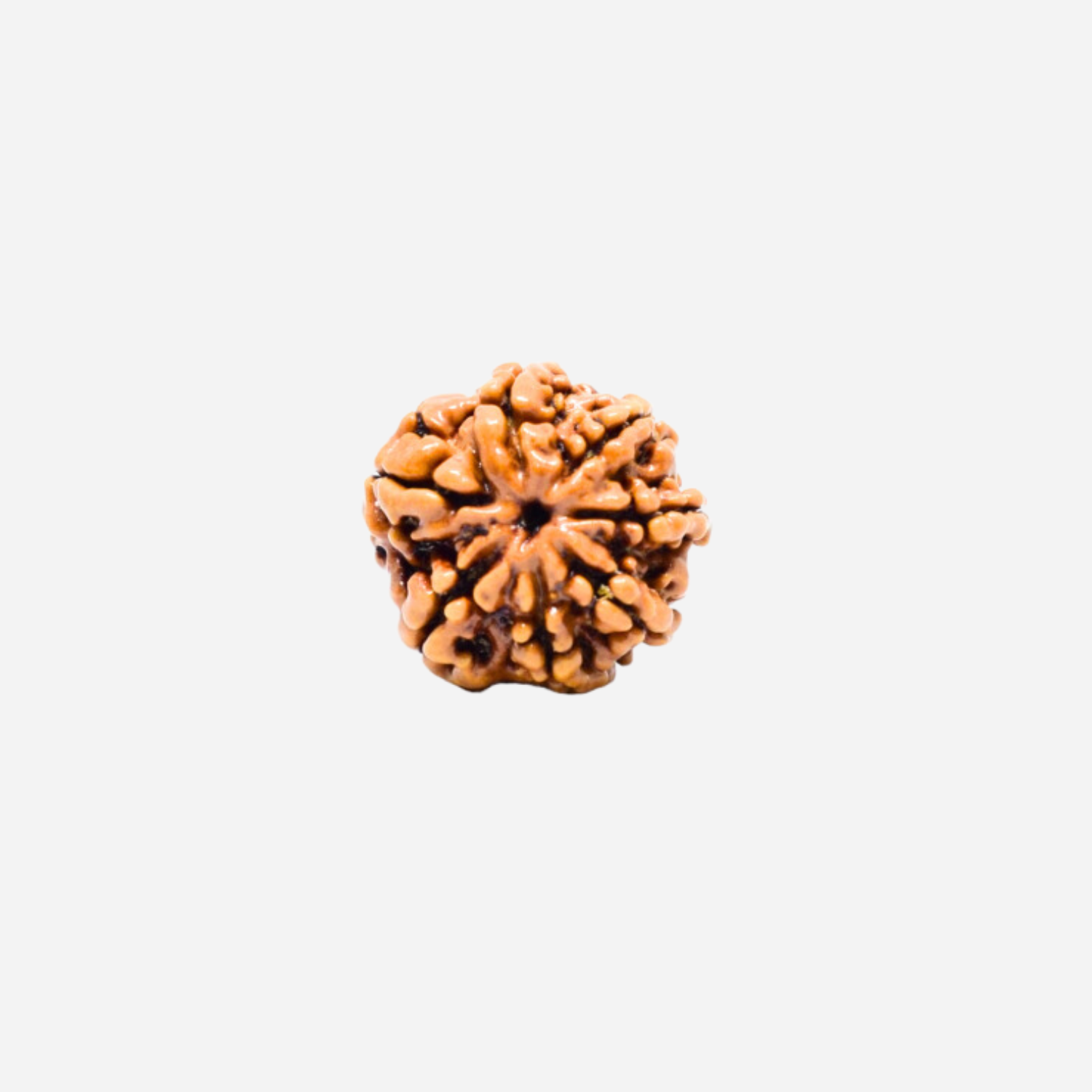 7 Mukhi Nepali Rudraksha