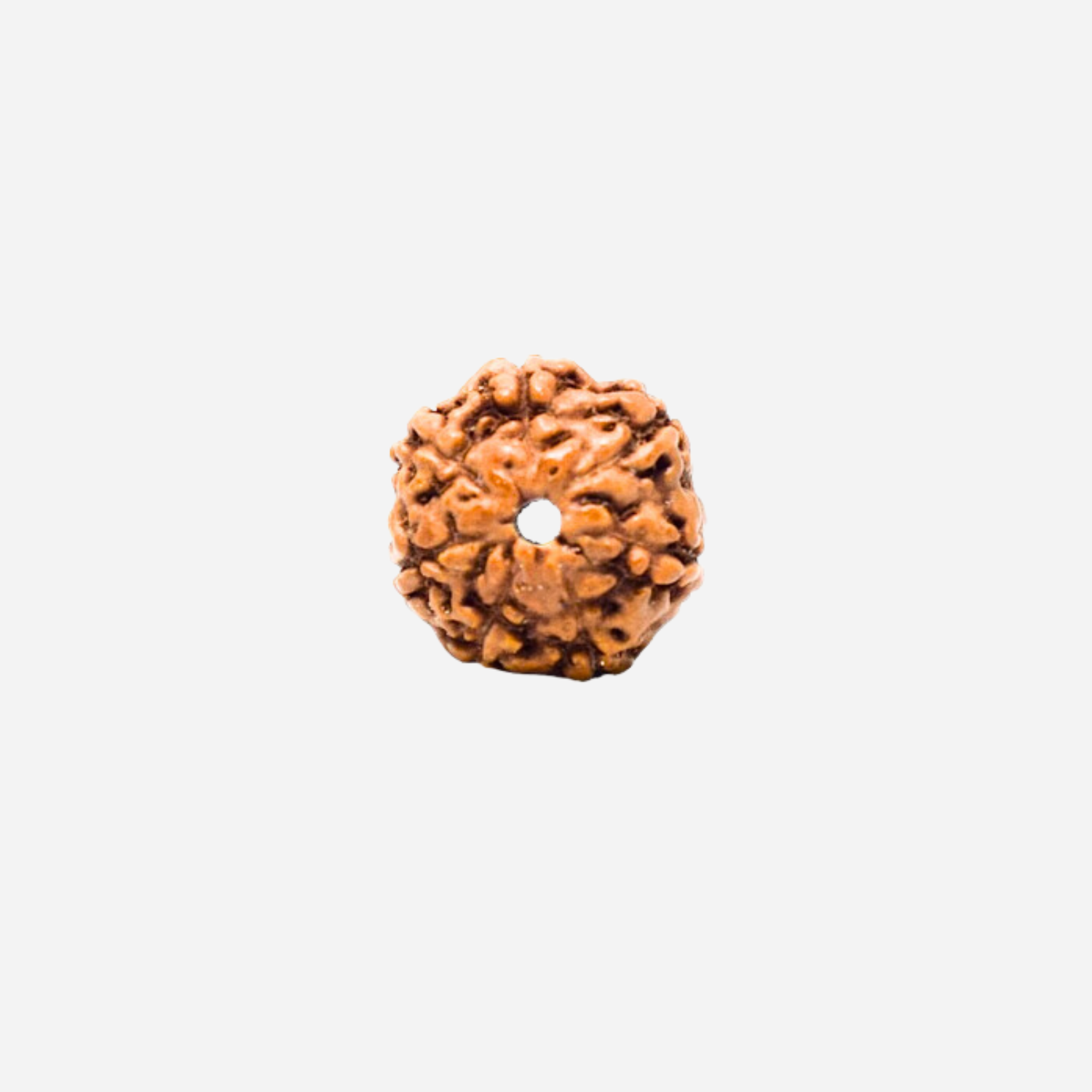 7 Mukhi Rudraksha