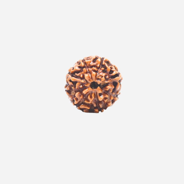 8 Mukhi Rudraksha - Indonesia