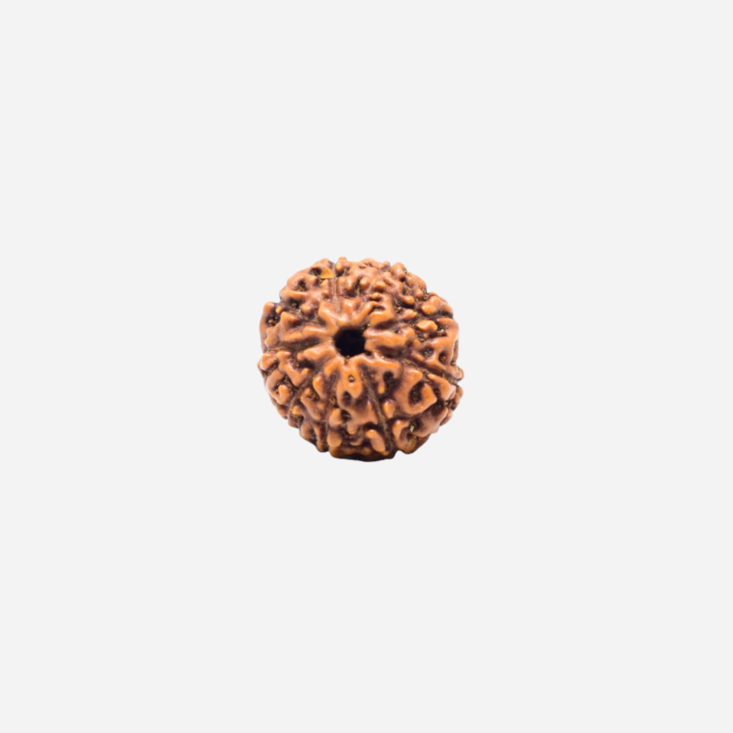 9 Mukhi Indonasian Rudraksha